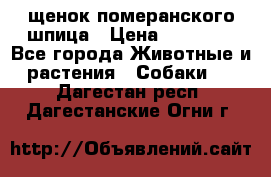 щенок померанского шпица › Цена ­ 45 000 - Все города Животные и растения » Собаки   . Дагестан респ.,Дагестанские Огни г.